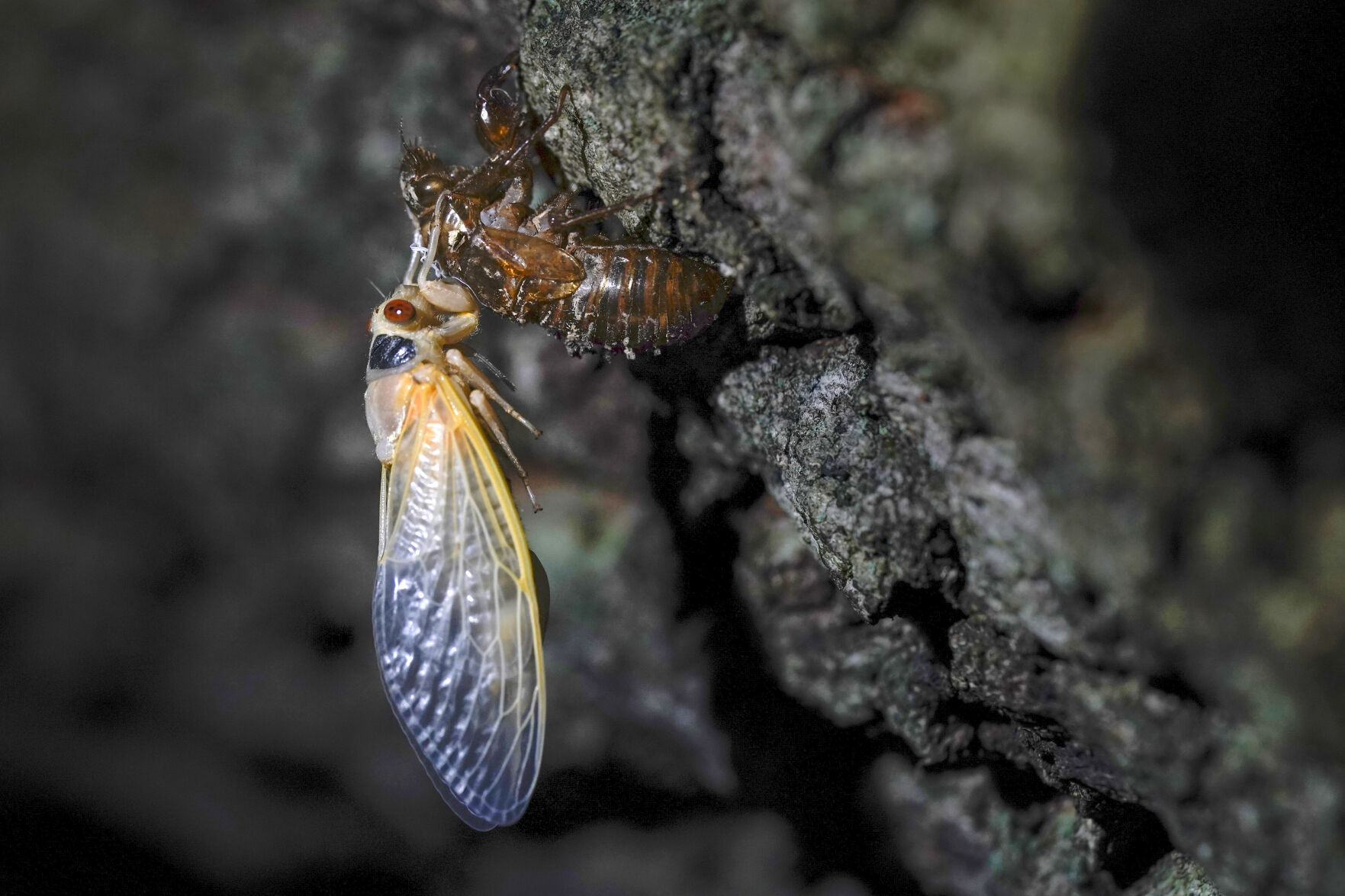 Food Eating Cicadas